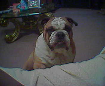 rockgordlasherbagat7yrs.jpg
